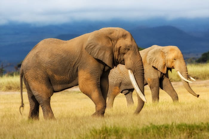 Male and female elephant walking across the plains in Amboseli, Kenya