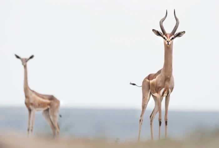 Male and female gerenuk in a Kenyan national park