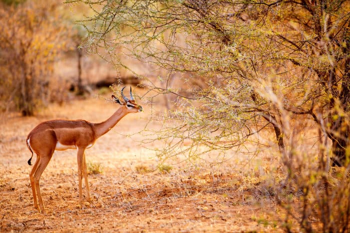 Male gerenuk eating some acacia leaves, Samburu