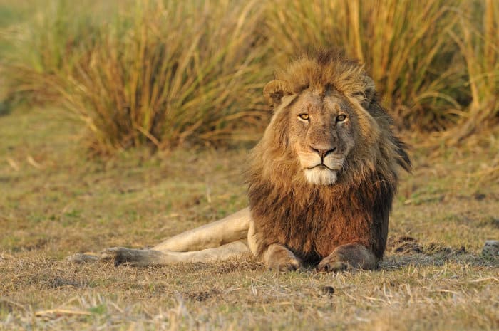 Majestic male lion resting on the Busanga Plains, Kafue