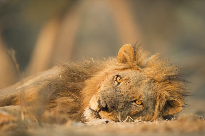 Male lion portrait in resting mode, Mana Pools