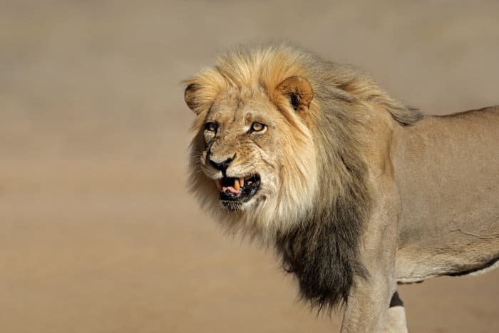Big male lion snarling, Kalahari desert