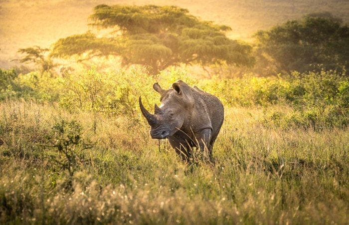 Male white rhino in evening light