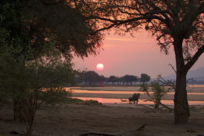 Mana Pools at sunset, with elephants and impala running past