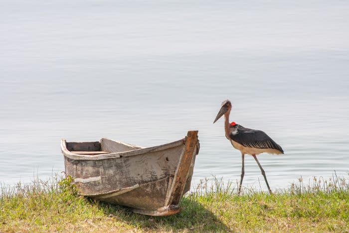 Marabou stork near boat, on the shores of Lake Victoria
