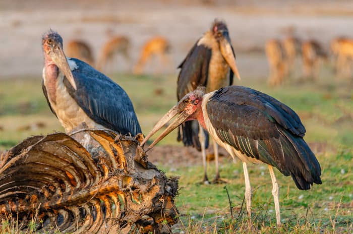 Marabou feeding off meat scraps from a wildebeest carcass