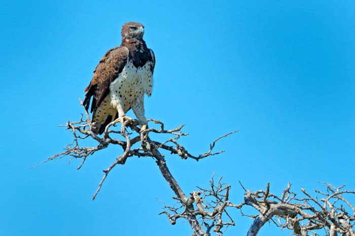 The martial eagle is one of Africa's most successful birds of prey