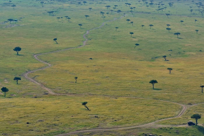 Winding road pattern in the Maasai Mara