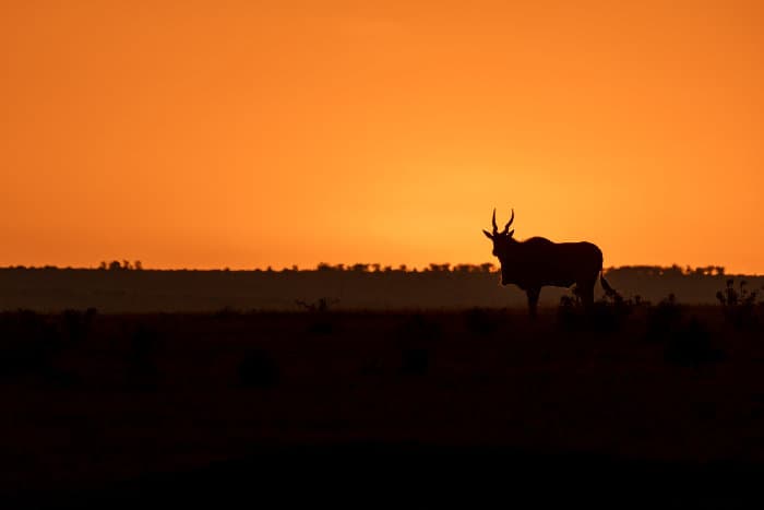Eland silhouette at sunset, Masai Mara, Kenya