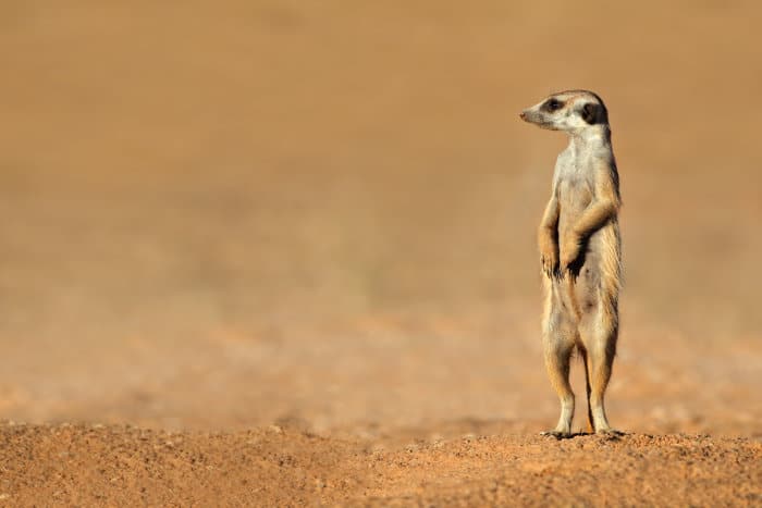 Meerkat on sentry duty, standing on guard for potential predators