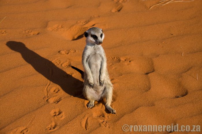 Exploring the Kalahari dunes with Fizzle the meerkat