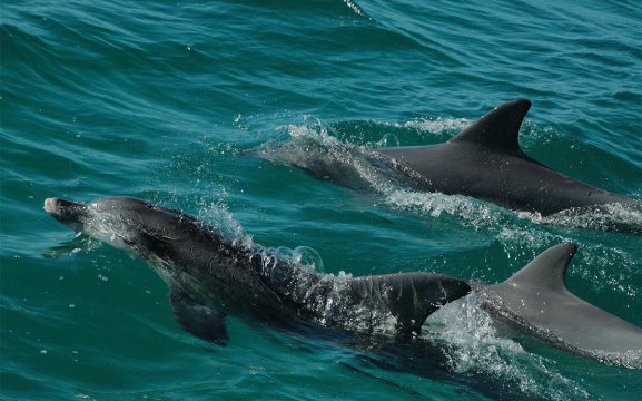 Three dolphins emerging from the ocean in Namibia