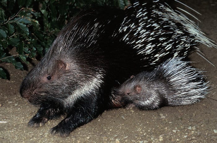 Female crested porcupine with her young