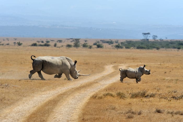 Mom white rhino and calf crossing the road, Kenya