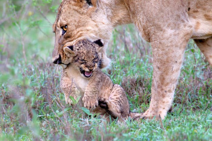 Baby lion does not look pleased as its mother wants to carry it away