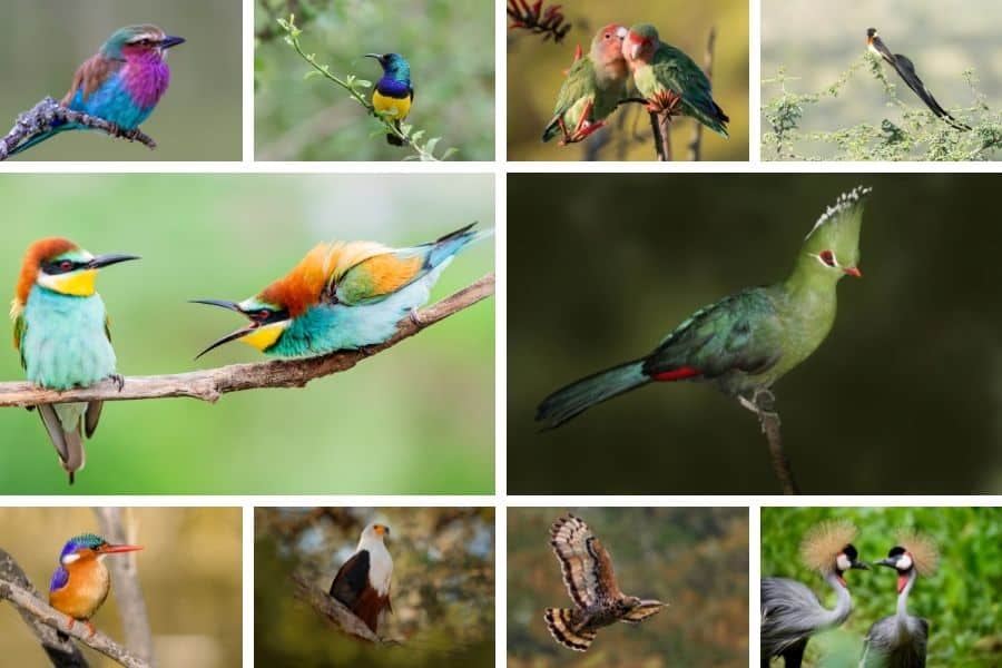 Some of the most beautiful birds in Africa