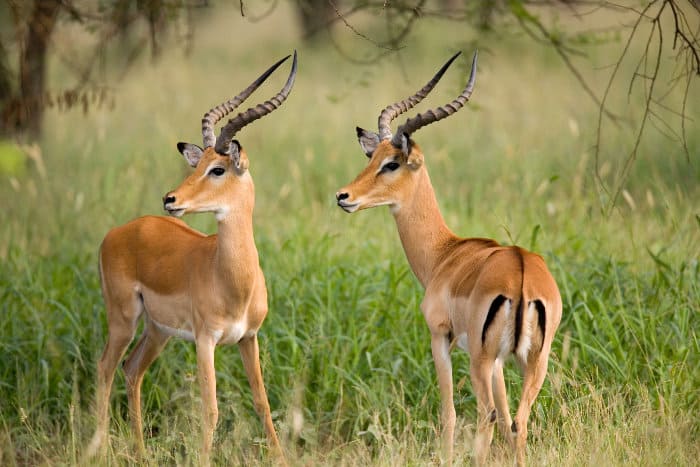 Two male impalas looking to the left