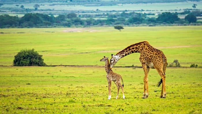 Mother giraffe and baby in the Masai Mara