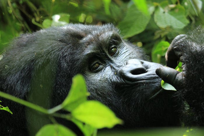 Close-up of a beautiful mountain gorilla in Bwindi