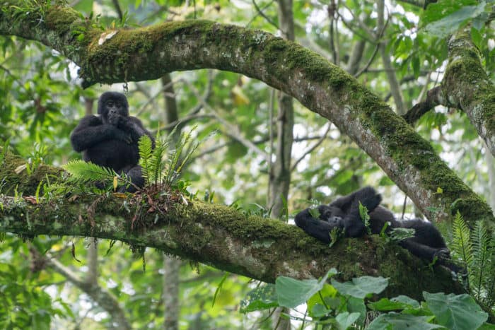 Two young mountain gorillas playing in a tree