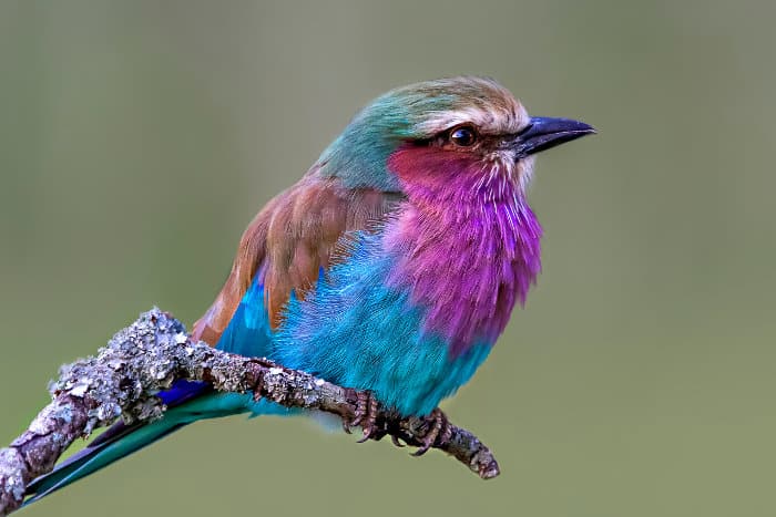 The photogenic lilac-breasted roller is a common sight on safari