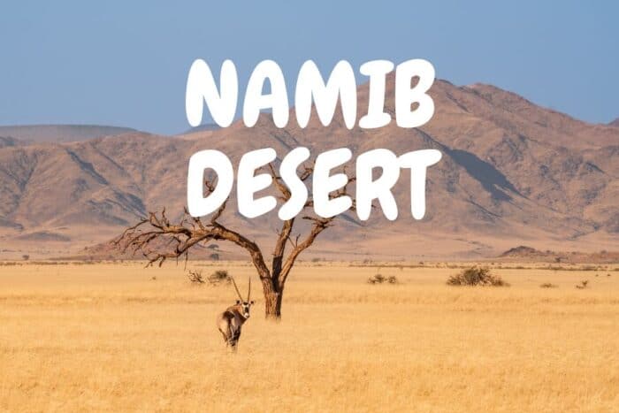 Namib Desert waterhole live cam