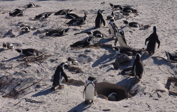 Boulders penguins nesting in the dunes
