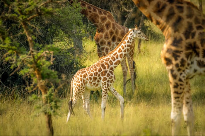 Newborn Rothschild's giraffe in Lake Mburo National Park