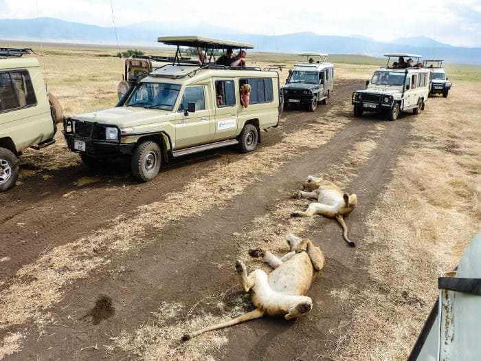 Sleepy lions surrounded by safari vehicles in Ngorongoro crater