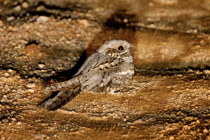 Nightjar sitting on the road, illuminated by the light of the game drive vehicle