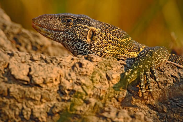 Nile monitor portrait, sunning on a tree trunk