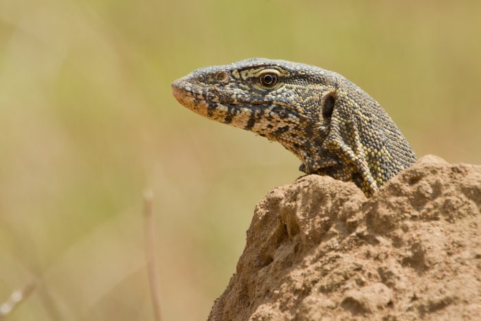 Nile monitor lizard sticking its head out of a termite mound