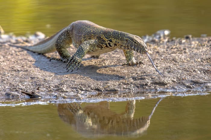 Nile monitor on water's edge, Kruger park