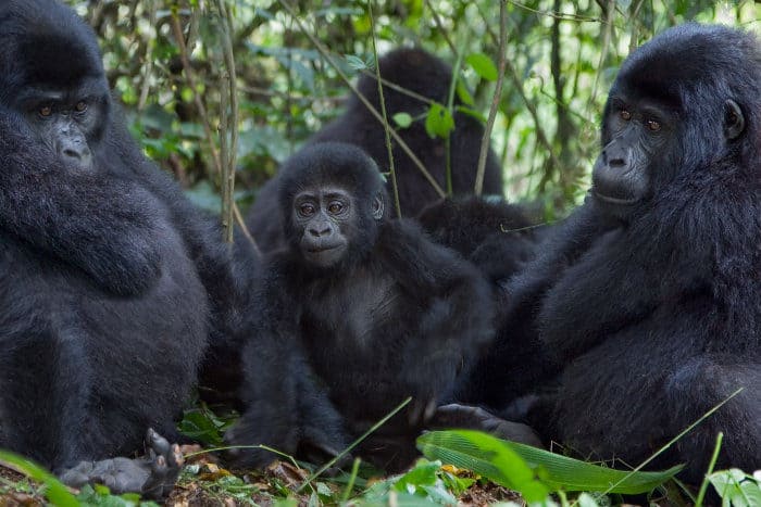 Members of the Nkuringo gorilla family in Bwindi