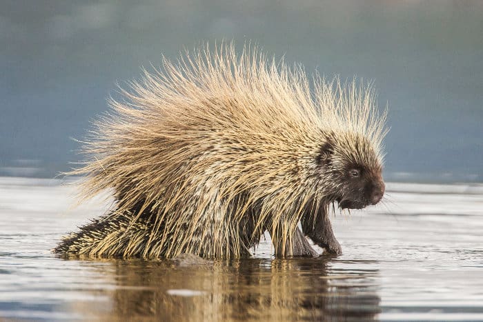 North American porcupine in water, Yukon, Canada