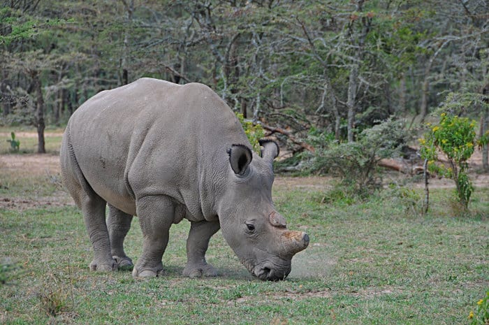 There are only two northern white rhinos left in the world