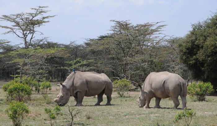 Northern white rhinos at Ol Pejeta in Kenya