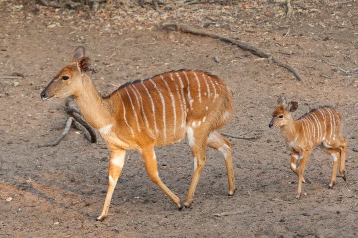 Baby nyala follows mom's footsteps in Mkhuze Game Reserve
