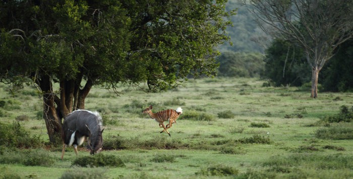 Happy nyala running in Kruger