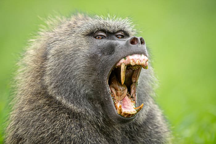 Male olive baboon yawning, revealing huge canines
