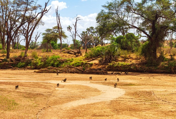 A joyful troop of olive baboons go about their daily activities, walking across the dry Ewaso Ng'iro riverbed