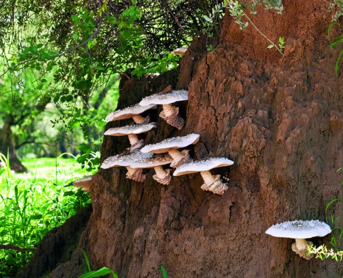 Omajova mushrooms on a termite hill