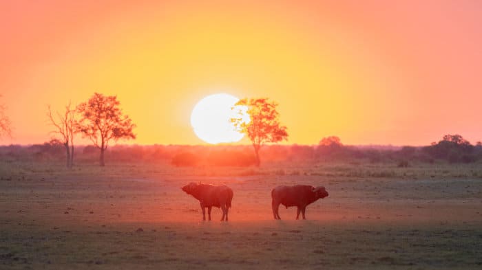Buffalo looking in opposite directions, as the sun goes down on the African savannah