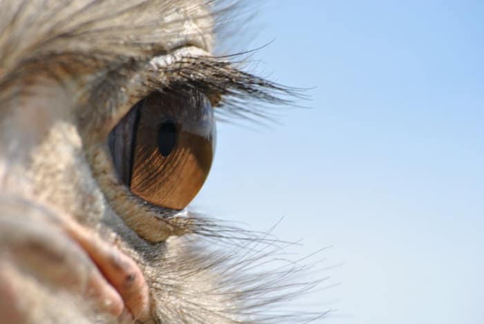 Closeup shot of a common ostrich eye