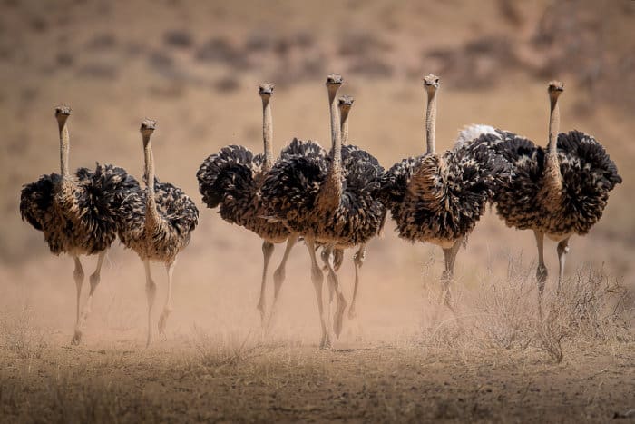 Ostrich hens running away from males during the mating season, Kgalagadi
