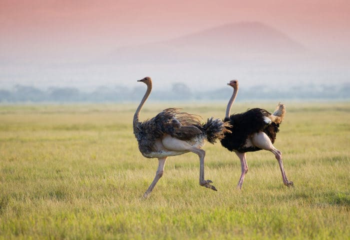 Pair of ostrich running on the African plains