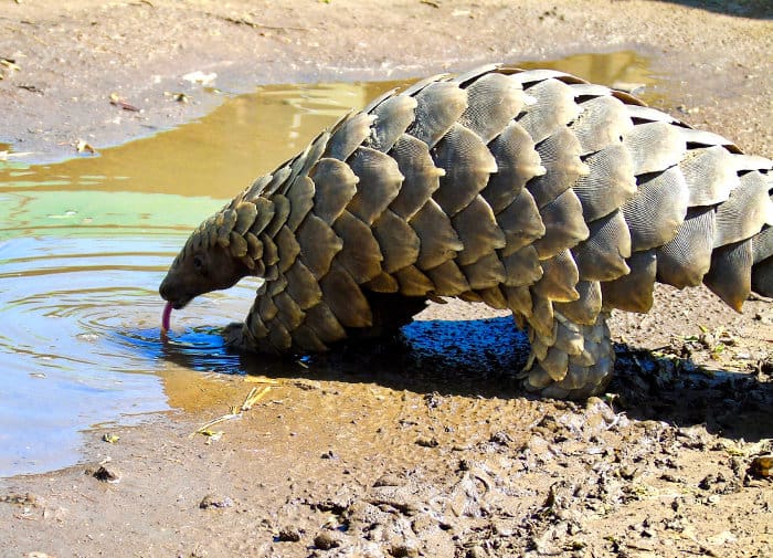 Pangolin drinking from a puddle of water, with tongue sticking out