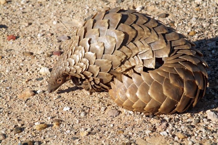 Pangolin photographed in the Northern Cape region of South Africa