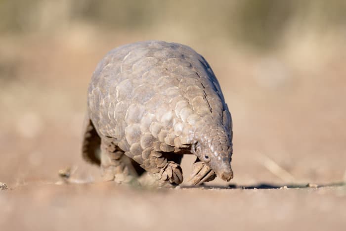 Pangolin looking for ants in the sand