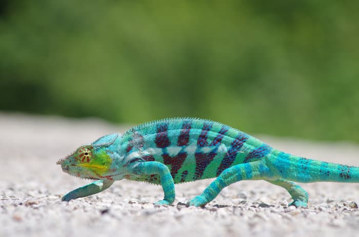 Panther chameleon in Nosy Be, Madagascar